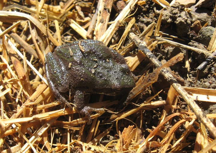 Pacific Chorus Frog